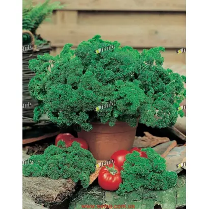 КАДЕРАВА / KADERAVA