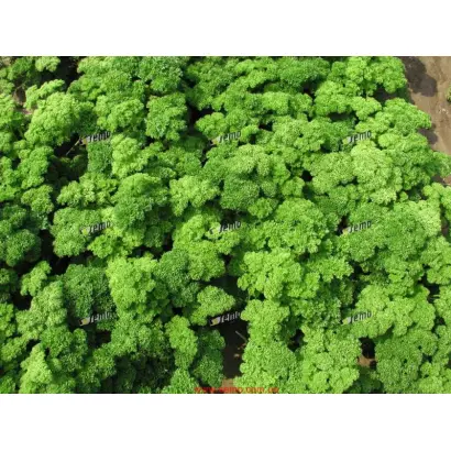 МАРУНКА / MARUNKA