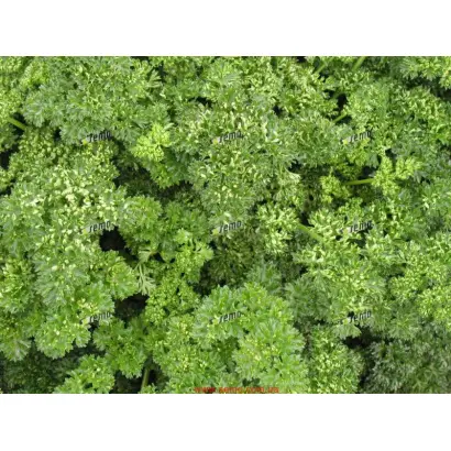 КУДРИНКА / KUDRINKA