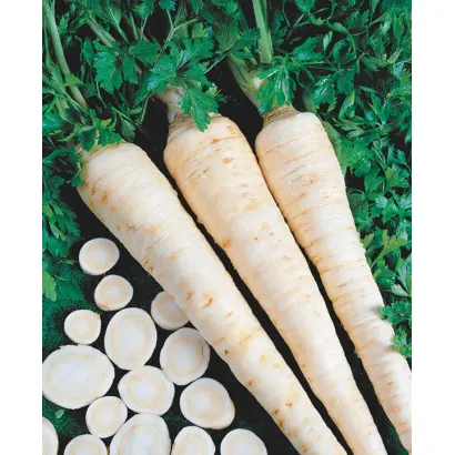 ОЛОМУНСКАЯ / OLOMOUCKÁ DLOUHÁ