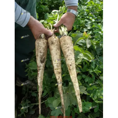 БЕЛЫЙ, ДЛИННЫЙ / DLOUHÝ BÍLÝ