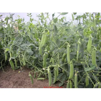 ВЛАДАН / VLADAN