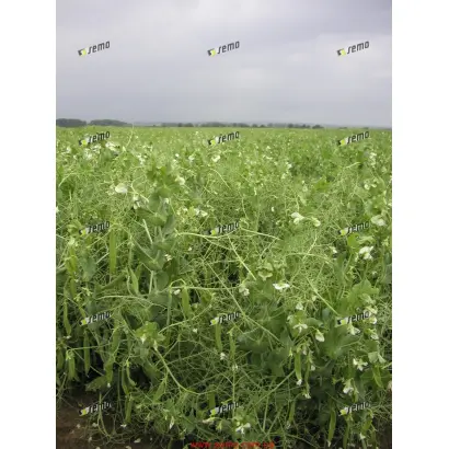 КУДРНАЧ / KUDRNÁČ