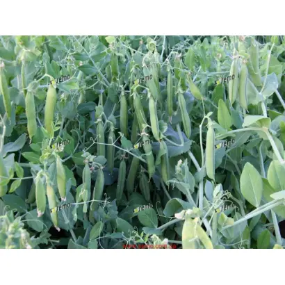 ДАЛИЛА / DALILA