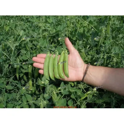 РАДОВАН / RADOVAN