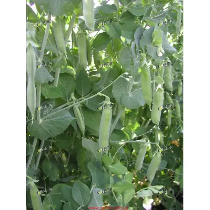 ДРАГОН / DRAGON