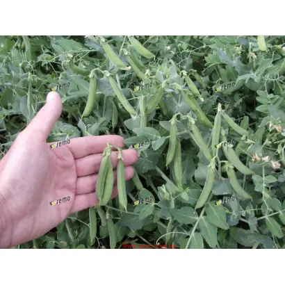 ЦЕТРИС / CETRIS