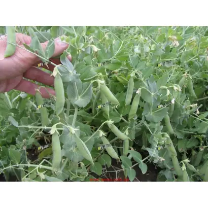 ЦЕЗАРЬ / CEZAR