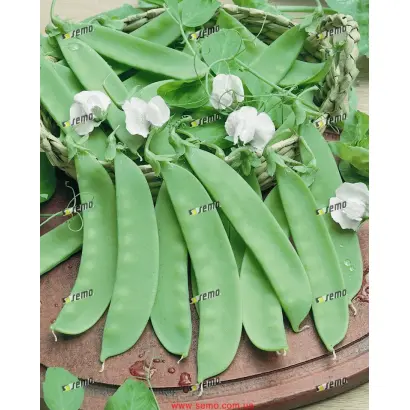 АМБРОЗИЯ / AMBROSIA