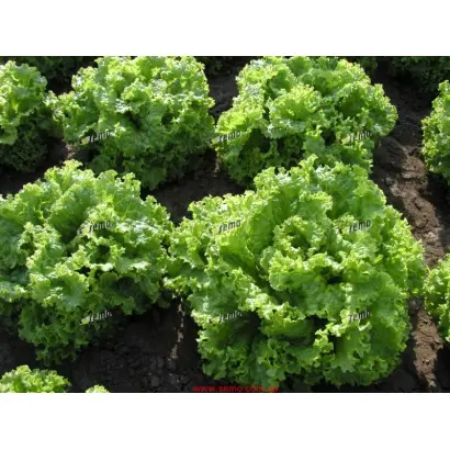 ЗОЛТАН / ZOLTAN