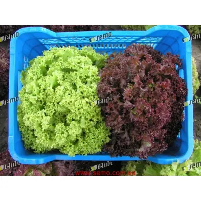 КАРМИНОВА / KARMINOVA