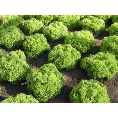 ЗЛАТАВА / ZLATAVA