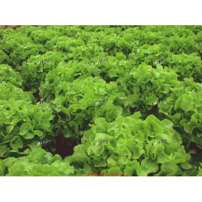 ДУБАГОЛД / DUBAGOLD