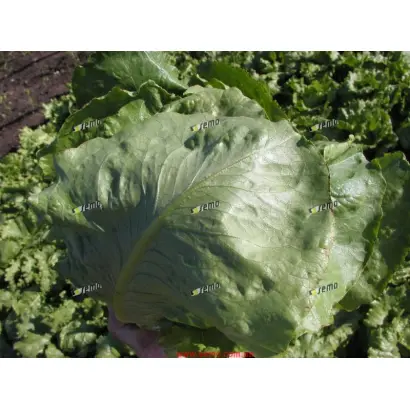 ГЛОБУС / GLOBUS