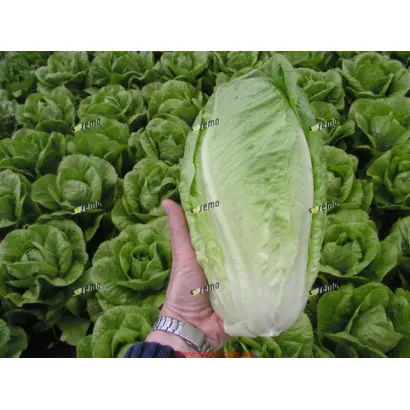 ГЕЛБУС / GELBUS