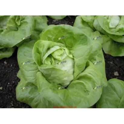 БРЕМЕКС / BREMEX