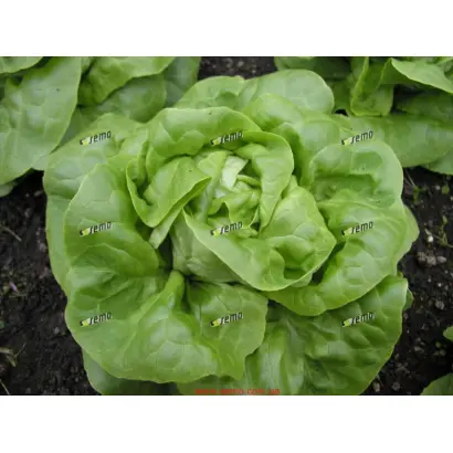 БРИЛИАНТ / BRILANT