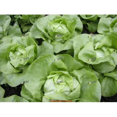 ЦИТРИН / CITRIN