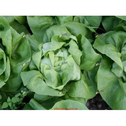 ЦЕЗАРОС / CEZAROS