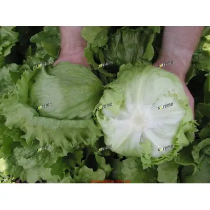 МИНИКО / MINIKO