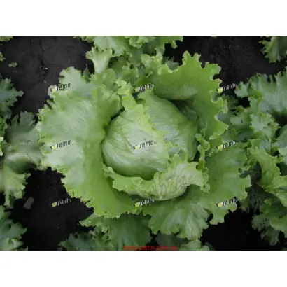 МЕДИМО / MEDIMO