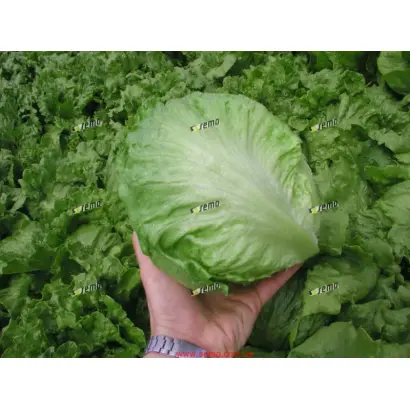 МАКСИМО / MAXIMO