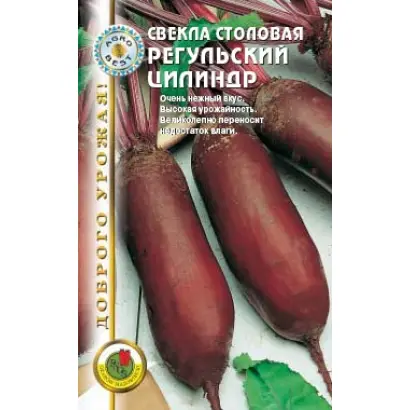 РЕГУЛЬСКИЙ ЦИЛИНДР