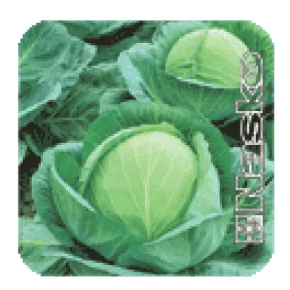 СУПЕР КАЗАЧОК F1