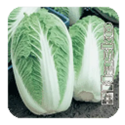 ПИОНЕР F1 / PIONER F1