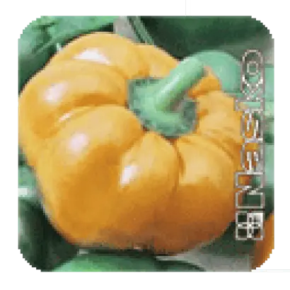 ЗОЛОТОЕ РУНО