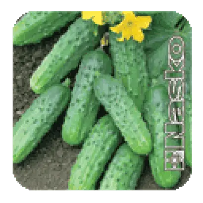 ЗУБРЬОНОК F1