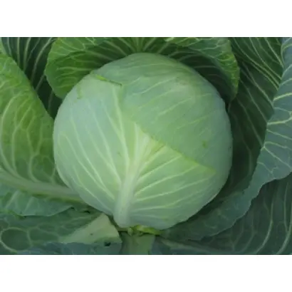 СУПЕРМАРКЕТ F1