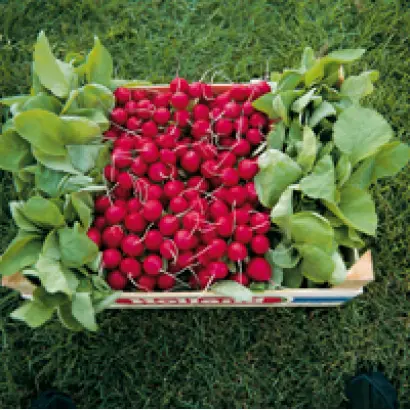 Тарзан F1 / Tarzan F1