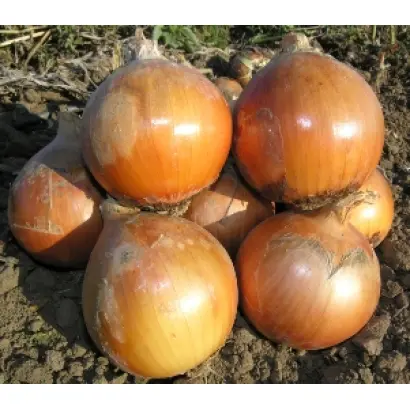 Хеленас F1 / Helenas F1