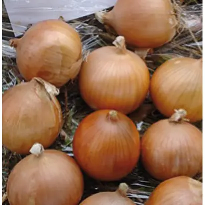 Кассиопея F1 / Cassiopea F1