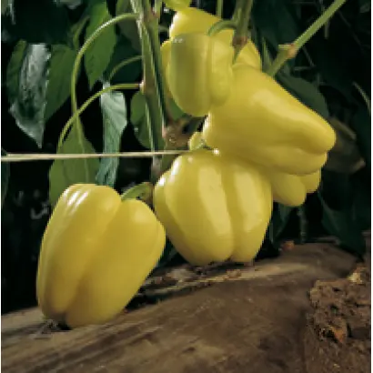 Ведрана F1 / Vedrana F1