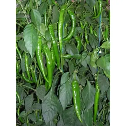 Лопез F1 / Lopez F1