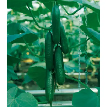 Пассандра F1 / Passandra F1