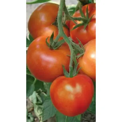 Монсан F1 / Monsan F1