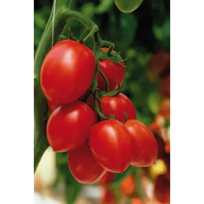 Нарам F1 / Naram F1