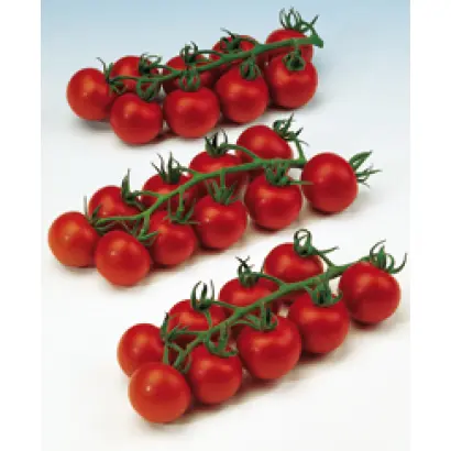 Кампари F1 / Campari F1