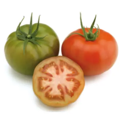 Веласко F1 / Velasco F1