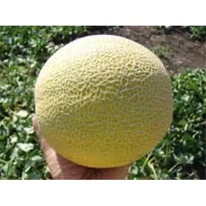 Сирин F1 / Sereen F1