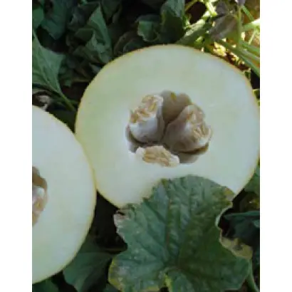 Бизан F1 / Bisan F1