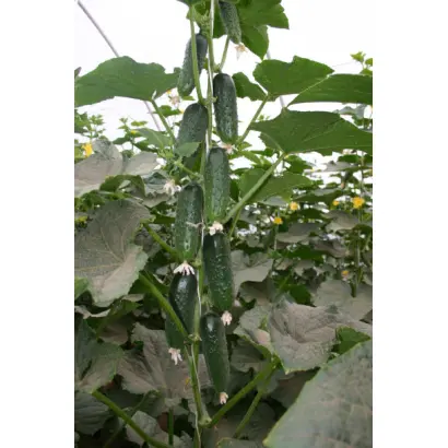 Барвина F1 / Barvina F1