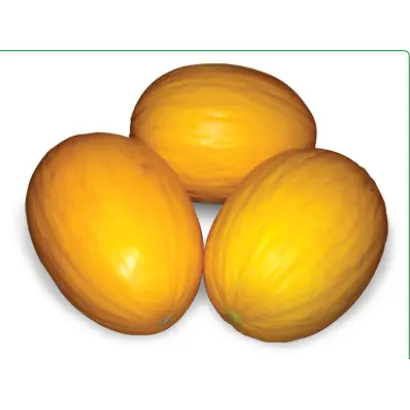 Агаси F1 / Agasi F1