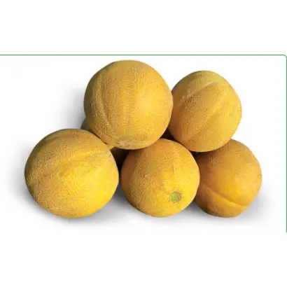 Ванда F1 / Vanda F1