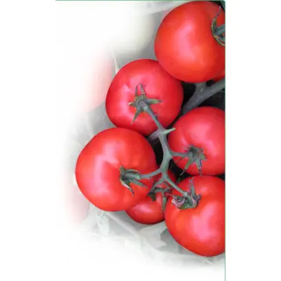 Вирта F1 / Virta F1