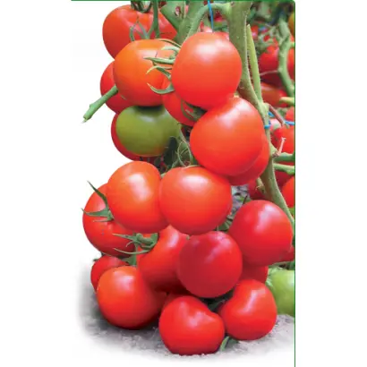 Тайлер F1 / Tailer F1