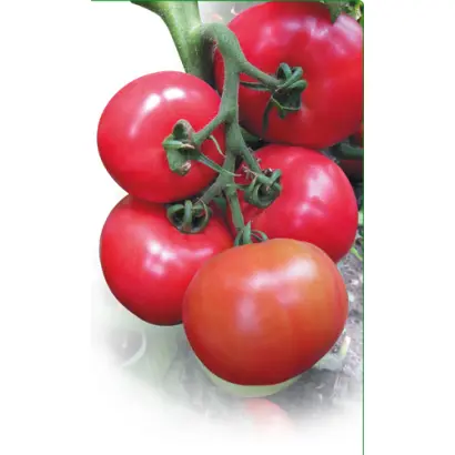 Касамори F1 / Kasamori F1